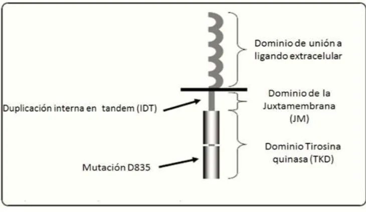 Figura 3. Representación gráfica de los dominios de la proteína FLT3. 