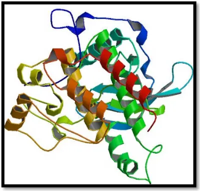 Figura 5. Representación esquemática de la proteína KIT. 