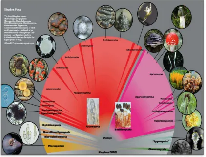 Figura 1. Esquema de la clasificación del Reino Fungi. Tomado de Petersen y Laessoe (2013)