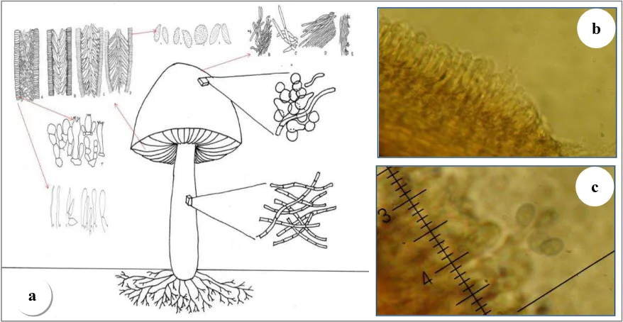Figura 4. Estructuras microscópicas empleadas para la identificación de macromicetos. a) Esquema de estructuras microscópicas de un hongo, b) Cistidios y b) Basidio con esporas sostenidas en los esterigmas