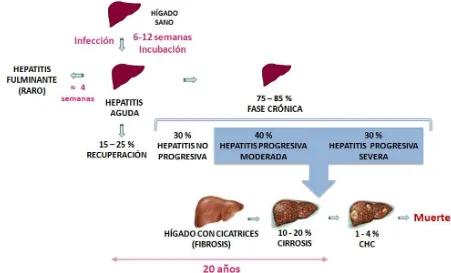 Fig 2. Historia Natural de la Enfermedad. Hepatitis C 