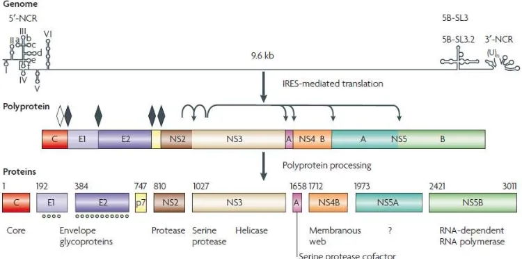 Fig. 4 Organización genética y procesamiento de la poliproteína de hepatitis C (VHC). El genoma de ARN tiene una longitud de 9.6 kb de cadena positiva está representado esquemáticamente en la parte superior