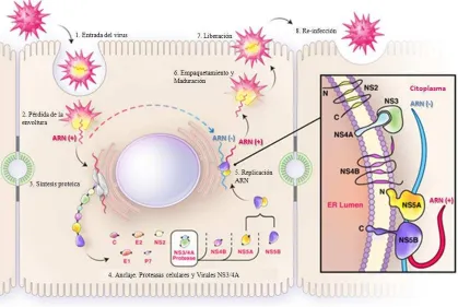 Fig. 6 Ciclo de replicación del VHC 