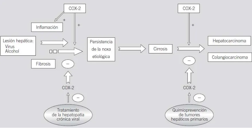 Fig.9 Papel fisiopatológico de la ciclooxigenasa 2 (COX-2) en las enfermedades del hígado