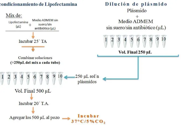 Tabla 4. Cantidad de reactivos a utilizar. Experimento en cajas de 6 pozos para extracción de proteínas totales