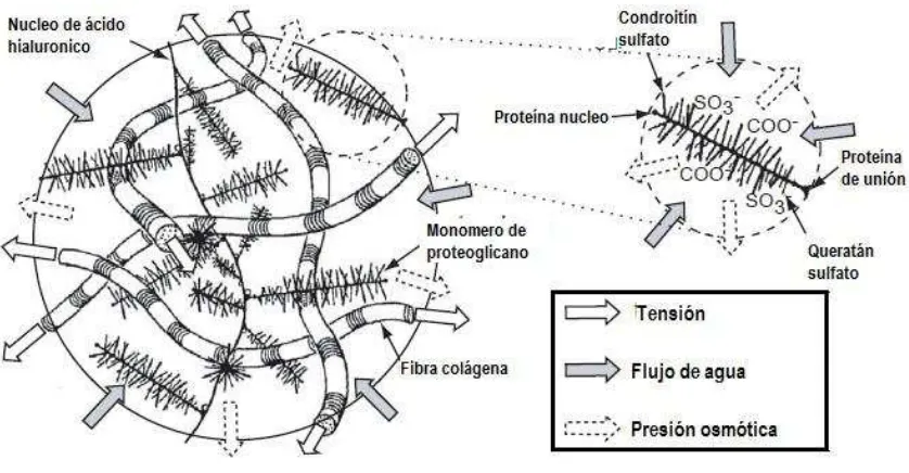 Figura 1. Esquema del balance que mantienen las fibras colágenas y los proteoglicanos en la matriz extracelular del cartílago (MEC).3 