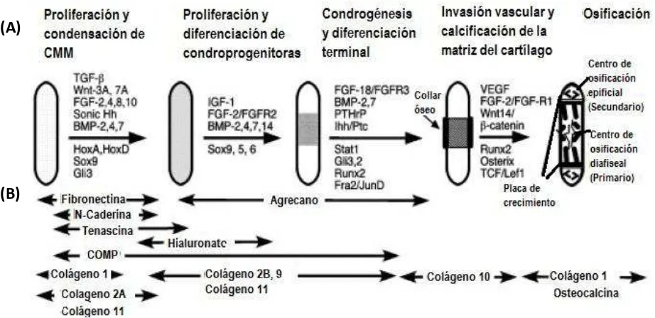 Figura 2. Secuencia de etapas de la condrogénesis durante el desarrollo de huesos largos.23 (A) Esquema de las etapas y los factores de crecimiento asociados a cada transición en la parte superior de la flecha y los factores de transcripción activados por 