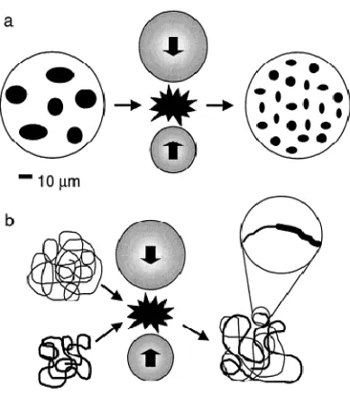 Figura 6. Representación de los posibles efectos del mezclado mecánico de polímeros 