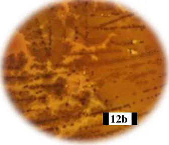 Fig. 12. Cajas de Agar  