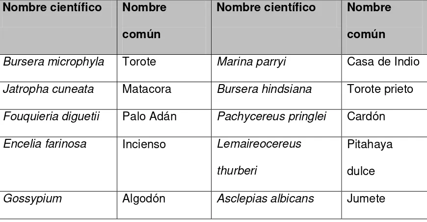 Tabla 1. Plantas constituyentes del matorral sarcocaulescente. 