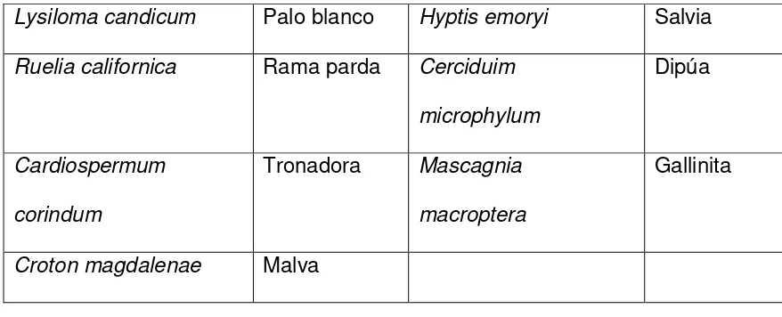 Tabla 5. Especies de la comunidad vegetación halófila. 