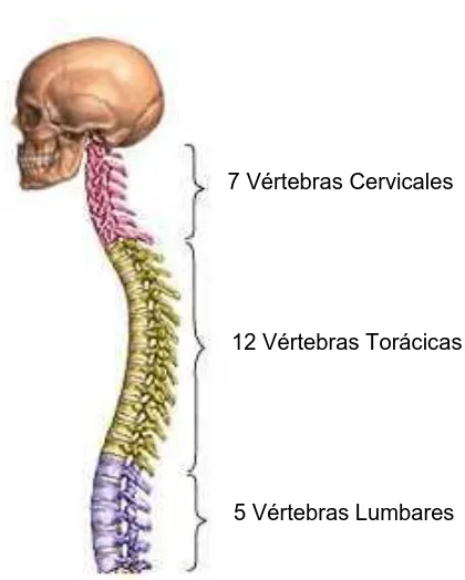 Figura 3.13: V´ertebras Cervicales [5]