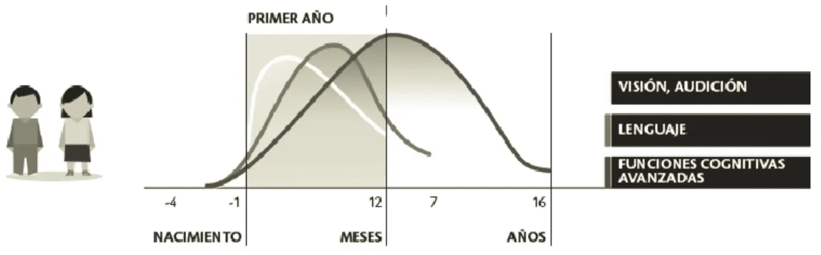 Figura 1. Desarrollo de funciones básicas                                                                             
