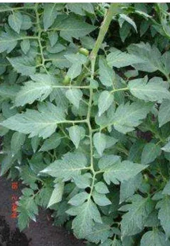 Figura 1. Hojas de una planta de tomate (Jaramillo et al., 2007).