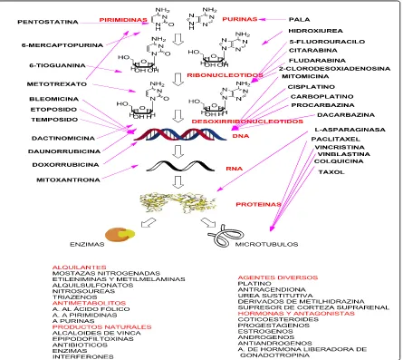 Figura 6. Mecanismo de acción de fármacos antineoplásicos. 