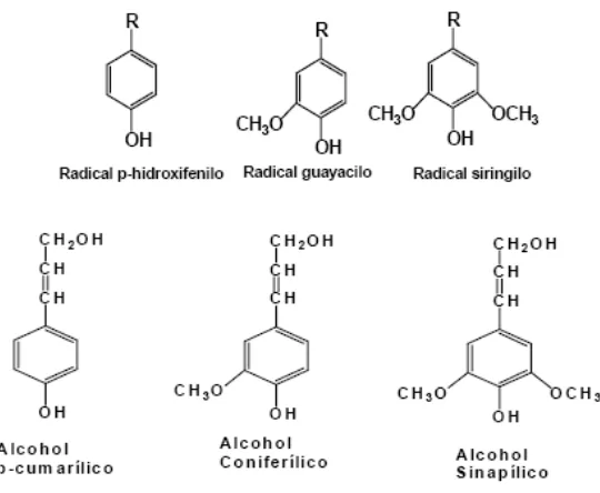 Figura 2. Unidades y monómeros básicos de la lignina 