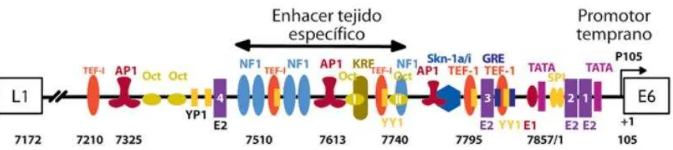Figura 3. pueden llegar a interaccionar con esta región, como las proteínas E1 y E2, que modulan la actividad transcripcional y elementos de respuesta en cis que gobierna la expresión génica y la expresión viral
