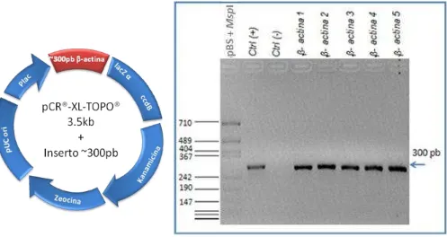 Figura 9. Resultado de la PCR de colonia para un fragmento de ~300pb. A la izquierda se muestra el mapa de restricción MspI (PBS + MspI); en el segundo carril el control positivo utilizando ADN de células HeLa; en el tercer carril el control negativo y en 