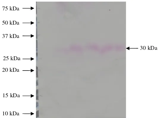 Figura. 8. Detección de la actividextractos enzimáticos de los aislaividad proteolítica sobre el sustrato SAPFNA, de una enzimaslamientos Bb37 y Bb40 en el medio C1N2  ima presente en los 