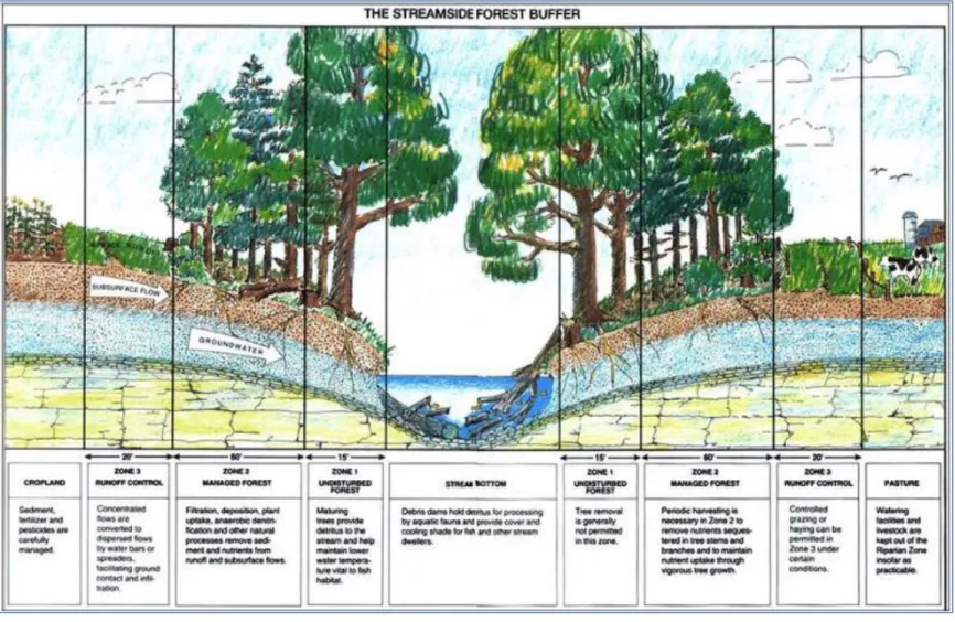 Ilustración  4-1  Tres  zonas  para  protección  forestal  de  corrientes  (Smith,  2005,  pág