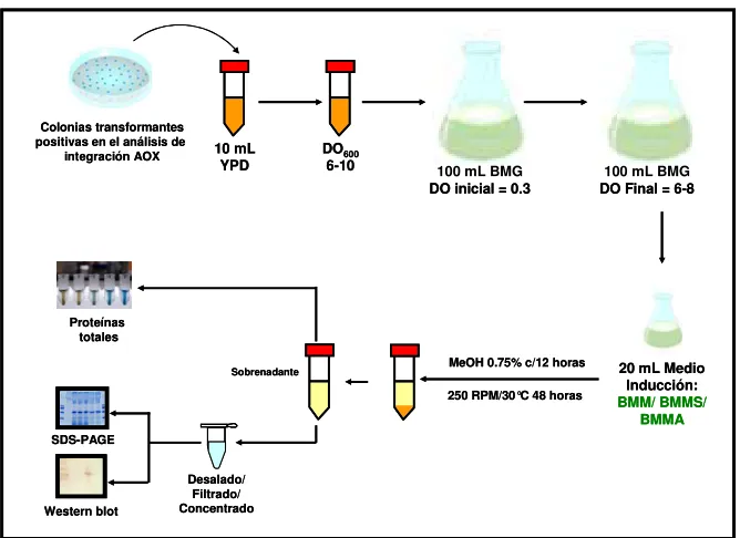 Figura 6. Representación esquématica del protocolo experimental para los ensayos de 