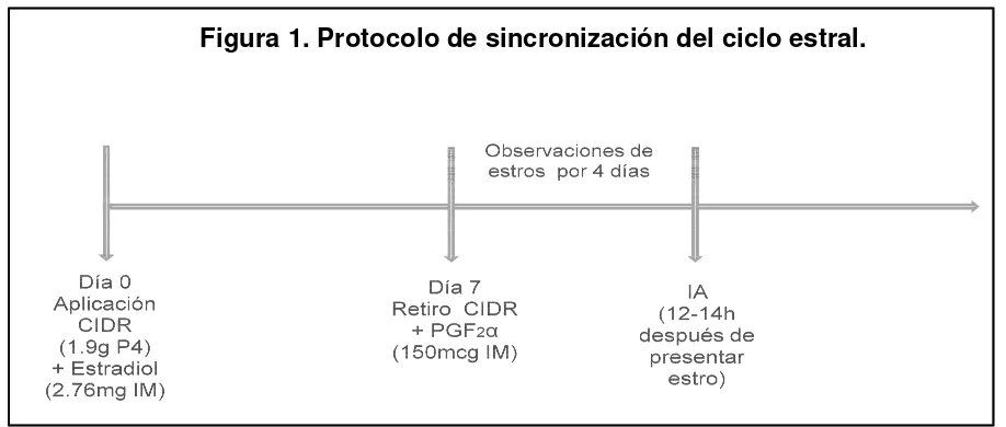 Figura ra 1. Protocolo de sincronización del ciclo 