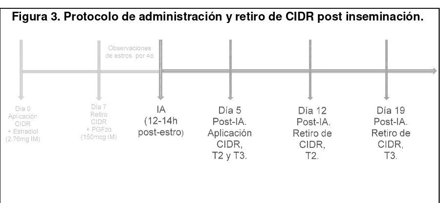 Figura 3. Protocolo de de administración y retiro de CIDR post ins