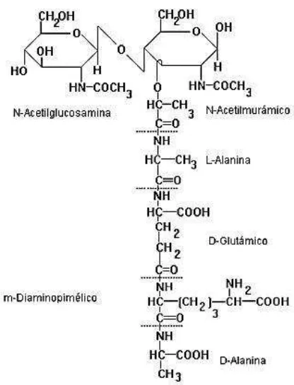 Figura 4. Estructura del peptidoglucano [50]. 