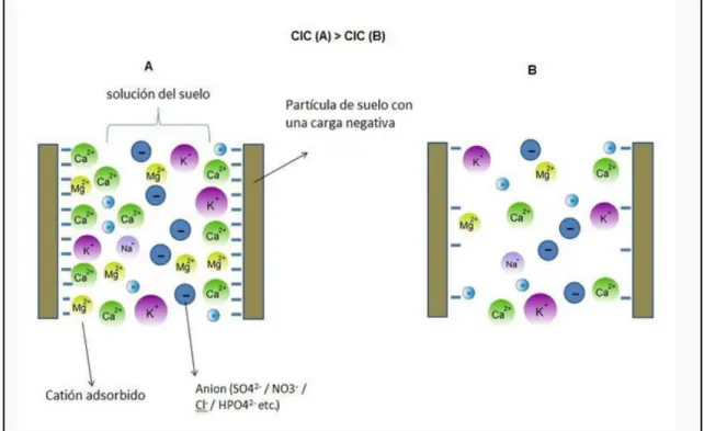 Tabla 2. Capacidad de Intercambio Catiónico. 