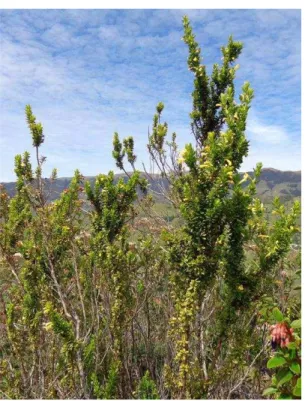 Figura 9. Muestra de Clinopodium taxifolium,  perteneciente al herbario de la UTPL 