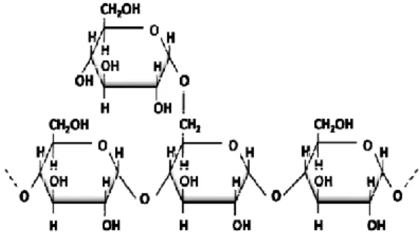 Fig. 2. Estructura química de la amilopectina 