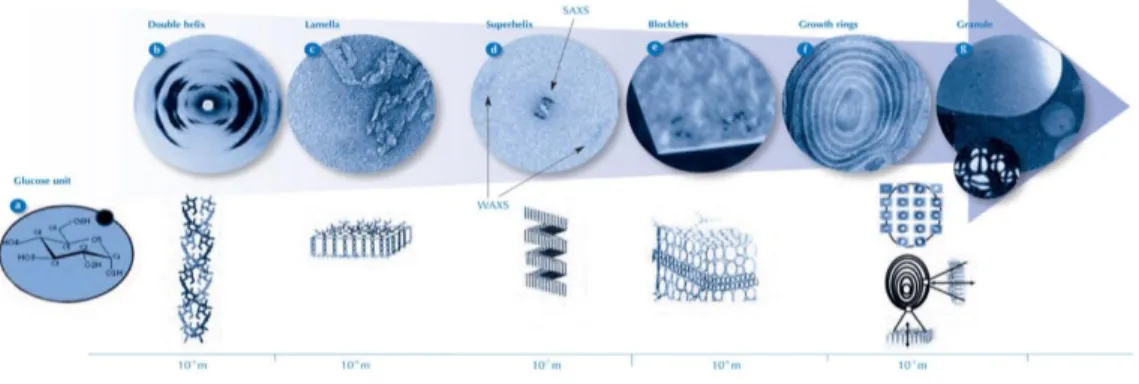 Fig. 4.  Formación de gránulo de almidón.