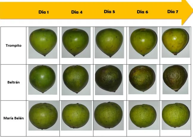 Fig. 13. Maduración por día de lúcuma. 