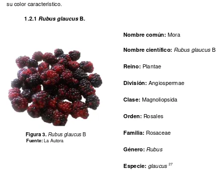 Figura 3. Rubus glaucus B  