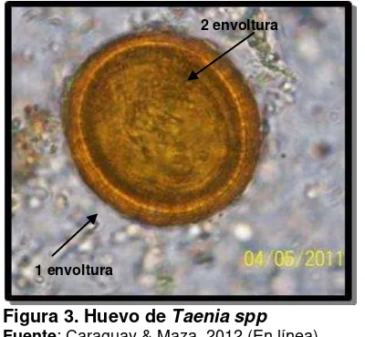Figura 3. Huevo de Taenia spp Fuente: Caraguay & Maza, 2012 (En línea) 
