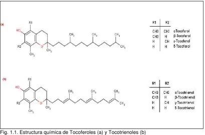 Fig. 1.2. Estructuras moleculares de los Tocoferoles  Fuente: Watson, Preedy, 2007 