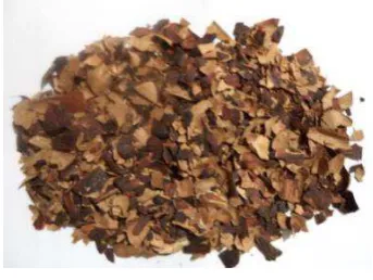 Figura 1. 1 Testa de cacao 