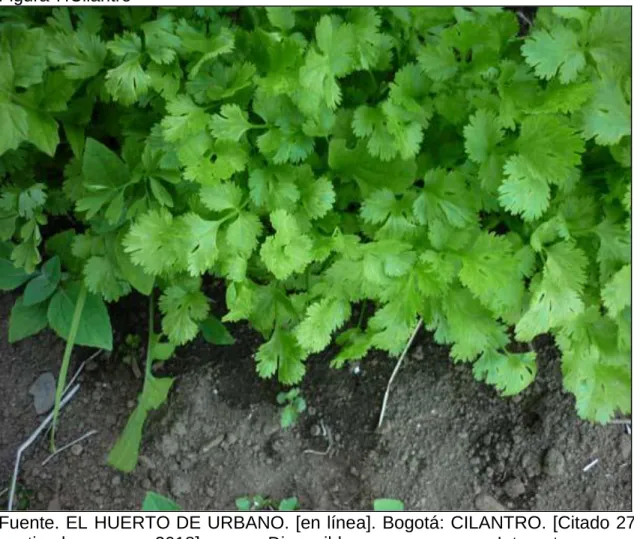 Figura 7.Cilantro 