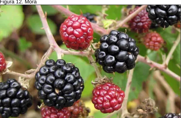 Cuadro 2. Frutales 