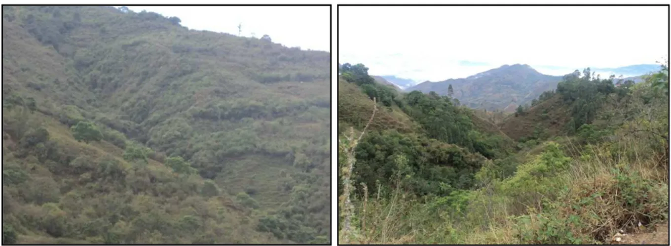 Figura  2. Imágenes  de  la  microcuenca  el  Cordoncillo  dominada  por  el  estrato  arbustivo y herbáceo.