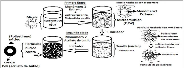 Figura 1. Proceso de síntesis de polímeros núcleo –coraza sintetizado por polimerización en microemulsión