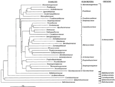 Figura 1. Relación filogenética de la Clase Actinobacteria basada en el análisis de la región ADNr/ARNr 16S  