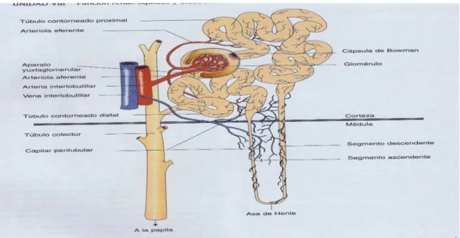 Fig. 2 Estructura de la Nefrona