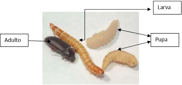 Figura 2. Tenebrionidae adulto, larva y pupa. 