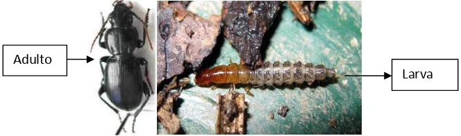 Figura 3. Carabidae adulto y larva. 