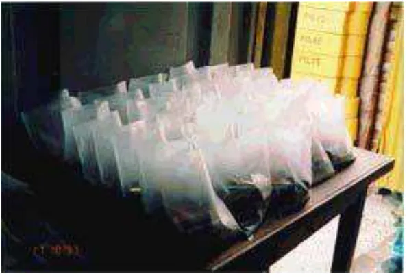 Figura 3: Bolsas de polietileno de alta densidad, termoselladas con extracción de aire