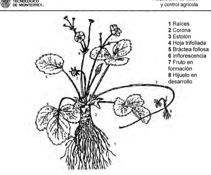 Figura  6.  Organografía de  la fresa 