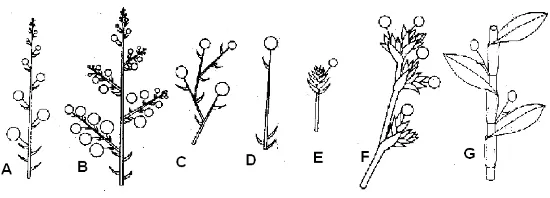 Fig.2. Partes de la flor (A) Sección longitudinal (B) Vista frontal de la flor. (C) Sección transversales de un período de tres ovarios lobulares, muestran la placentación