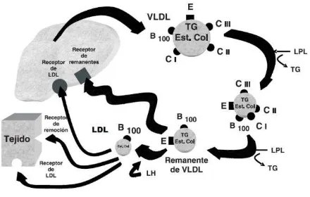 Fig. 1.8 Metabolismo  de las LDL 