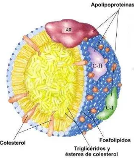 Fig. 1.9 Estructura del HDL 